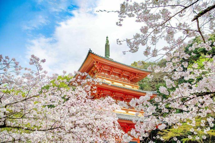 清水寺の三重の塔と桜