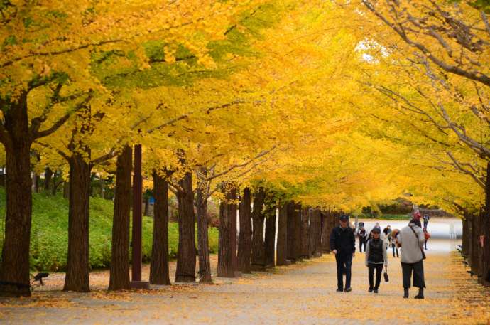 あづま総合運動公園の銀杏並木