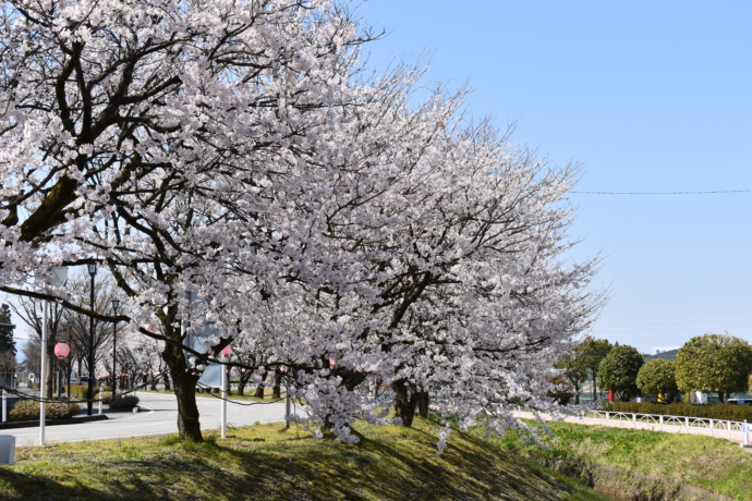 桜並木