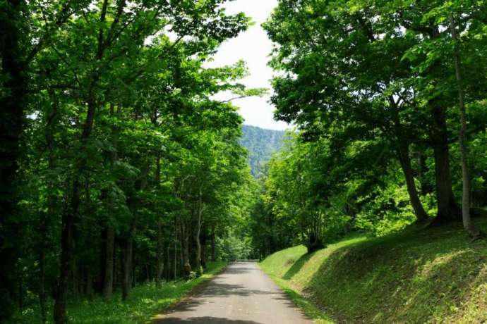 ふれあいの森キャンプ場への山道