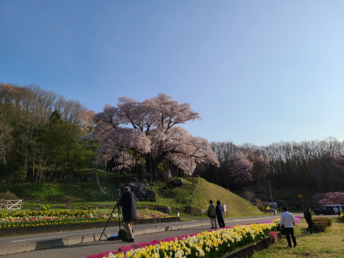 越代のサクラの風景