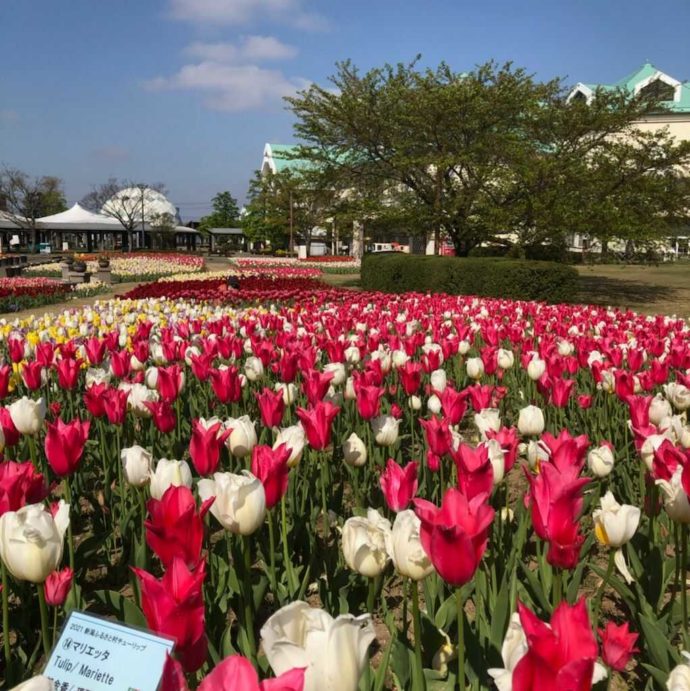 新潟ふるさと村のピンクと白のチューリップが広がる花畑の画像