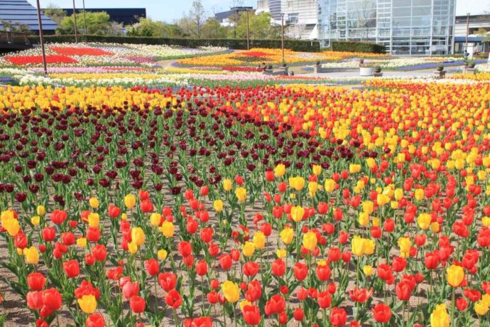 新潟ふるさと村の赤や黄色のチューリップが広がる花畑の画像