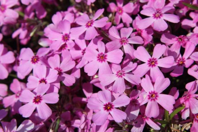 「紅龍山 布施弁天 東海寺」に隣接する「あけぼの山農業公園」で開花するシバザクラ