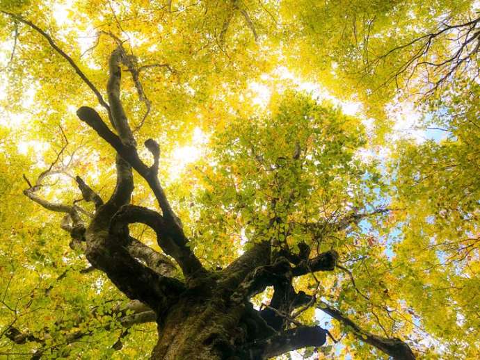 森林の分校ふざわの近くにある癒しの森の紅葉