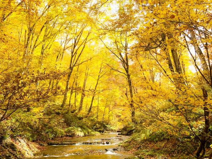 森林の分校ふざわの近くにある恵みの森の紅葉の様子