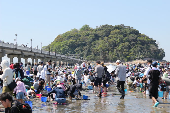 蒲郡市の竹島海岸の潮干狩り