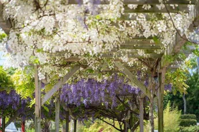 農園ガーデン空の藤の花