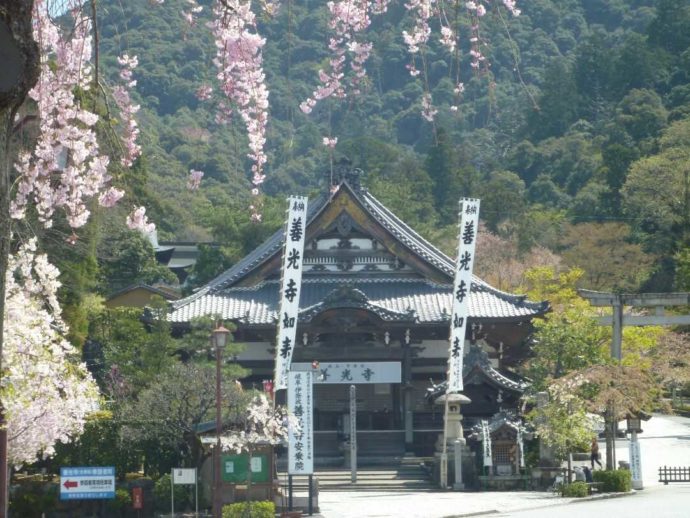 桜の時期の岐阜善光寺の本堂