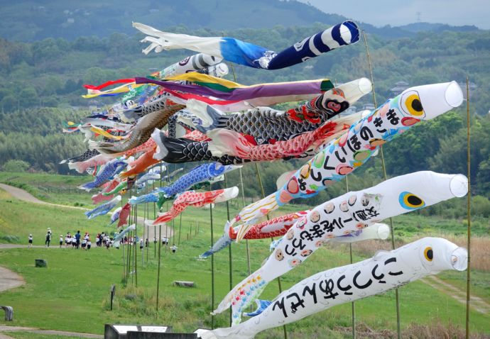 吉野川河川敷に掲揚される鯉のぼり