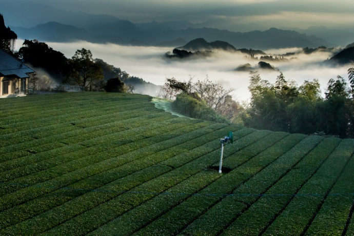 茶畑と雲海