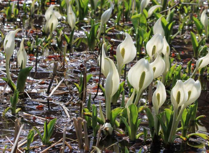 五泉市にある水芭蕉公園に咲く水芭蕉