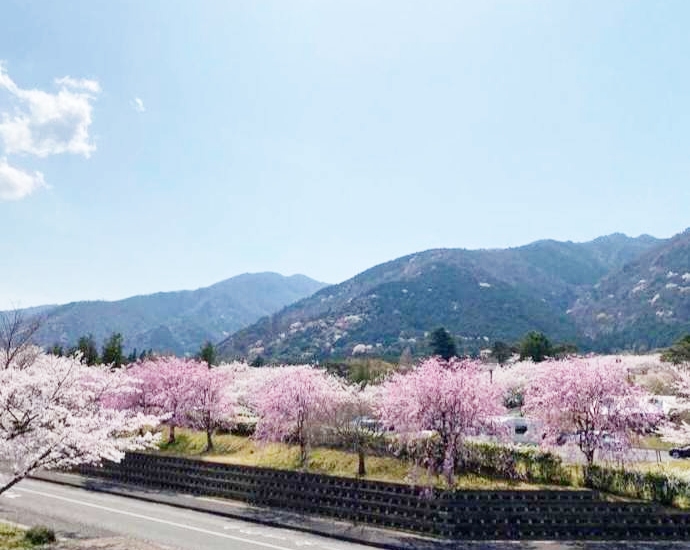 「ヨーローヒョウタン工房」がある「養老公園」で満開となるサクラ（その1）