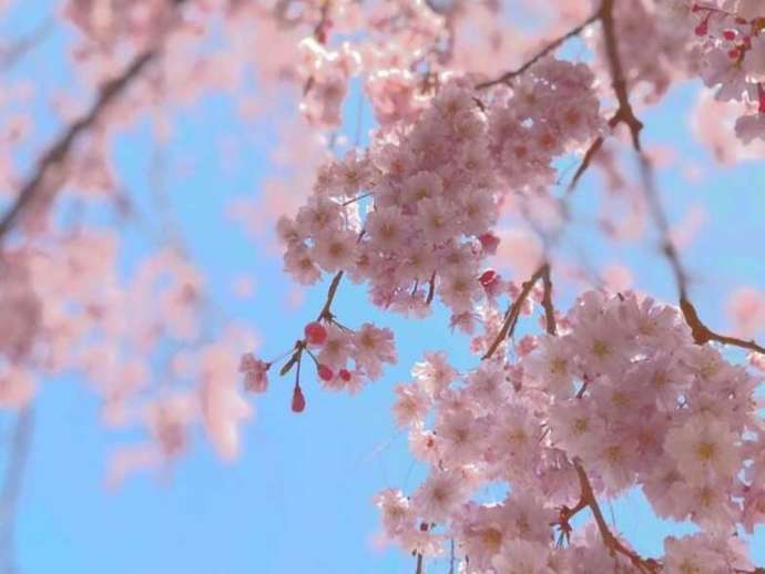 「ヨーローヒョウタン工房」がある「養老公園」で満開となるサクラ（その2）