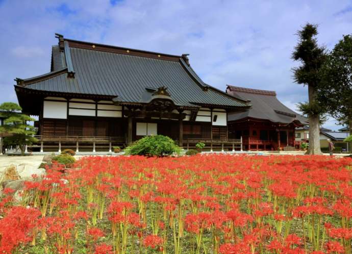 彼岸花が咲く東睿山千妙寺