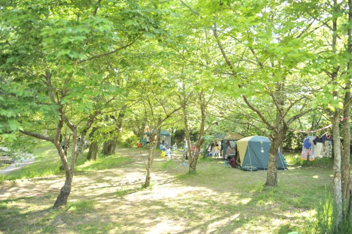 木漏れ日が美しいキャンプ場・グリーンパーク山東の様子