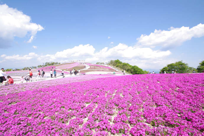 「道の駅 豊根グリーンポート宮嶋」の近くにある茶臼山高原の芝桜