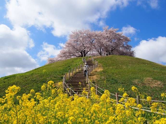 桜と菜の花が美しい春の季節のさきたま古墳公園