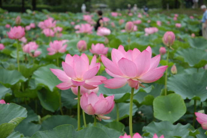 埼玉県行田市の古代蓮の里で見ごろを迎えた蓮の花