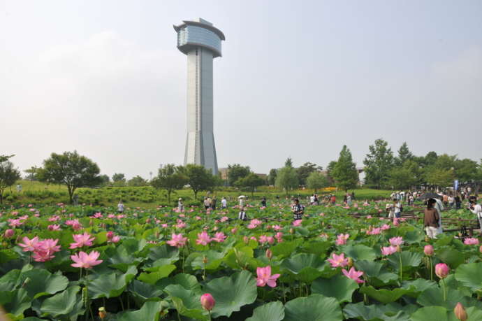 埼玉県行田市の古代蓮の里で見ごろを迎えた蓮の花