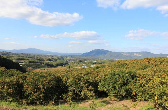 玉東町にあるみかん園の全貌