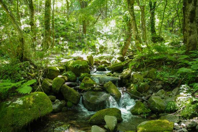 兵庫県美方郡にある「もののけの森 グリーンパークハチ北」に隣接しているもののけの森