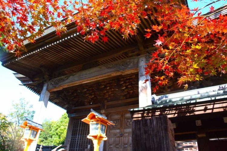 愛媛県八幡浜市にある總鎮守八幡神社の御本殿と紅葉