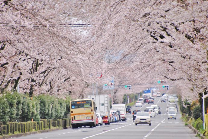 神奈川県内一番の長さを誇るはだのさくら道