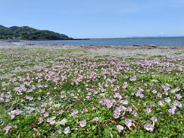 海岸に咲くハマヒルガオ