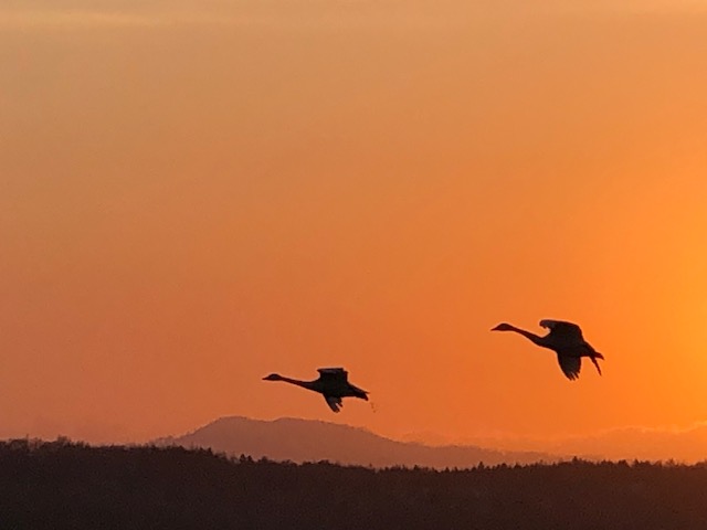 北海道浜頓別町にあるクッチャロ湖で撮影した白鳥のシルエット写真