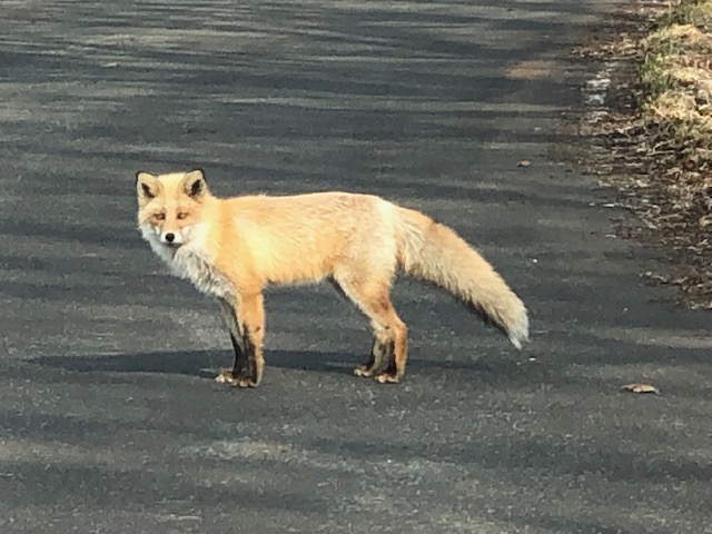 北海道浜頓別町で撮影された野生のキタキツネの写真