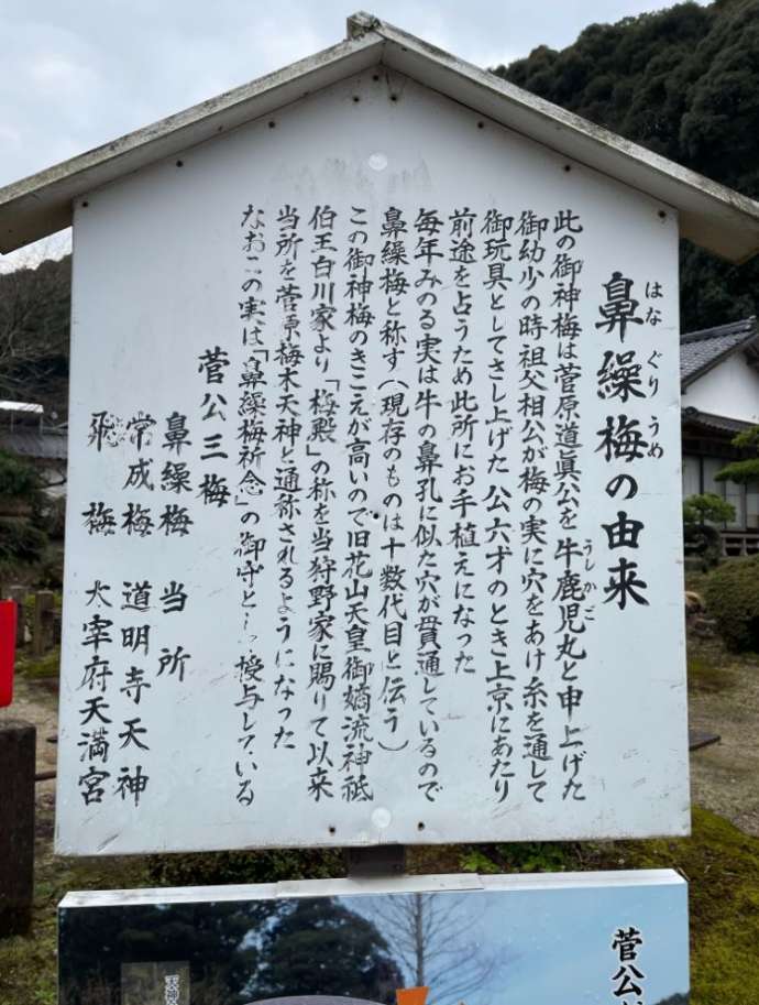 鼻繰梅の由来看板