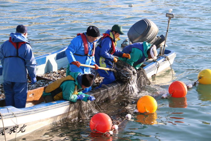 八峰町のハタハタ漁の様子