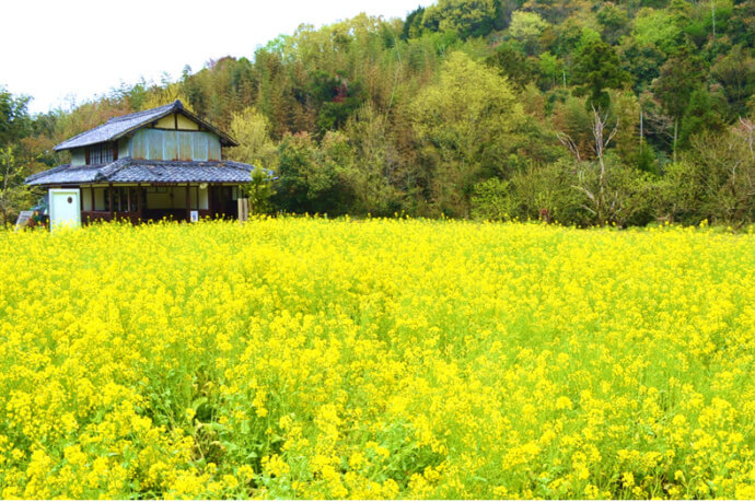 橋本市に広がる菜の花畑と一軒家