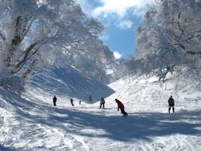 ひだ流葉スキー場の山頂ゲレンデにある谷のコース