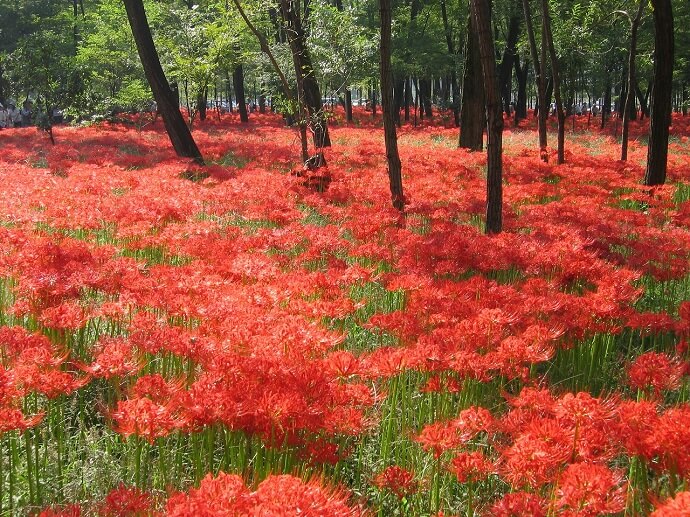 一面の曼殊沙華