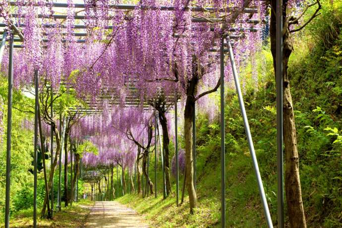 みやまの里森林公園の藤棚ロード