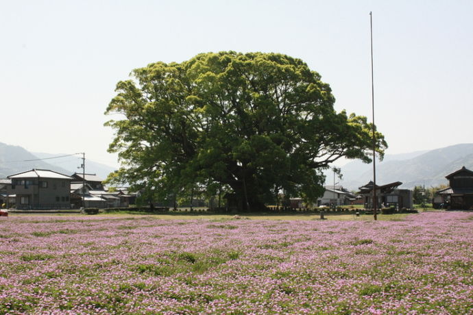 東みよし町の大クスとれんげ畑