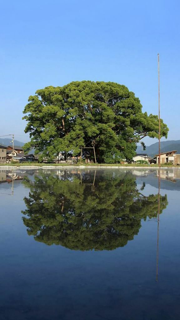 東みよし町の加茂の大クス｜逆さ大クスの様子