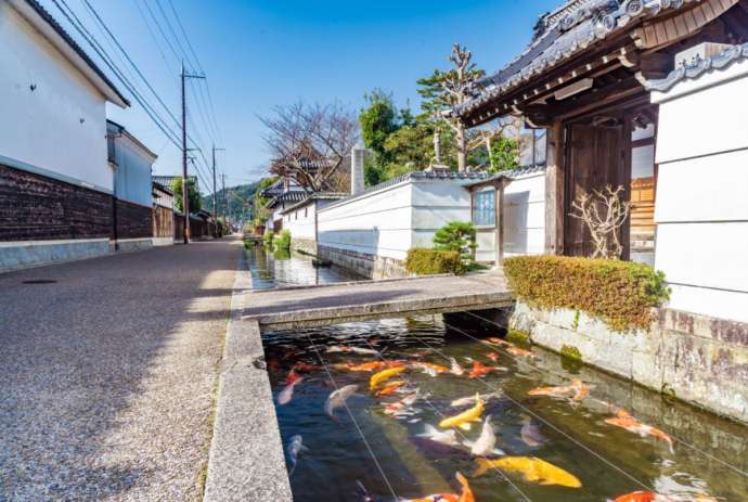 五個荘金堂地区の寺前鯉通り