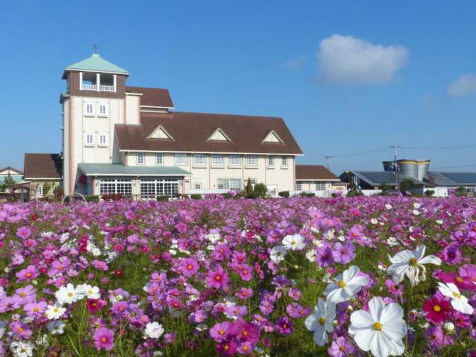 東近江市の「道の駅 マーガレットステーション」とコスモスの花畑