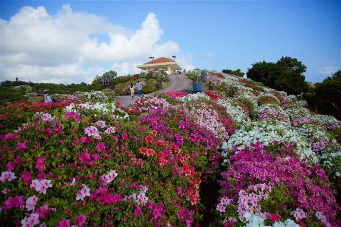 つつじの花が満開の様子