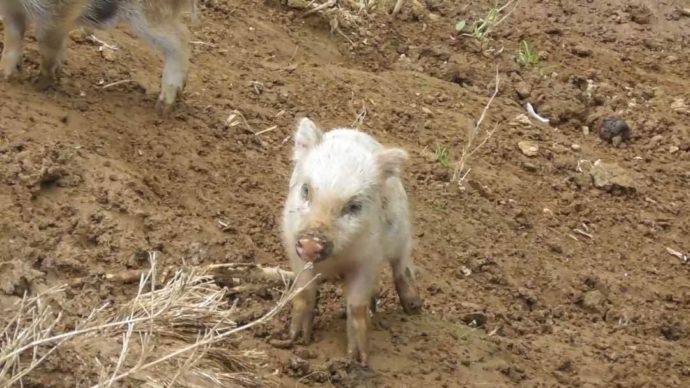 茨城県石岡市にある東筑波ユートピアの赤ちゃんイノシシがこちらを見ている様子