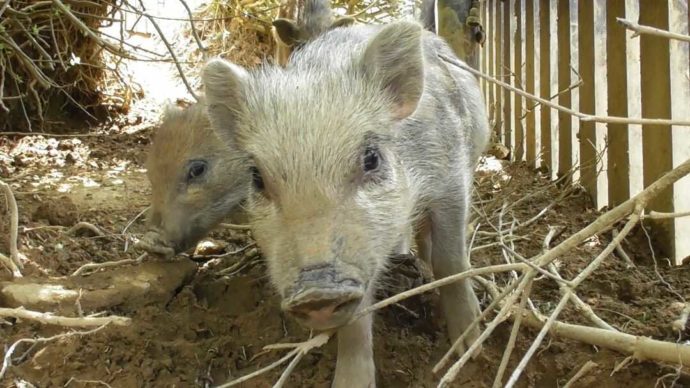 茨城県石岡市にある東筑波ユートピアの子供イノシシの前身