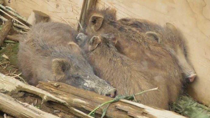 茨城県石岡市にある東筑波ユートピアの赤ちゃんイノシシたちが隅っこに集まる様子