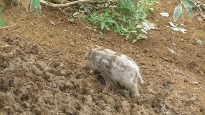 茨城県石岡市にある東筑波ユートピアの赤ちゃんイノシシが歩く様子