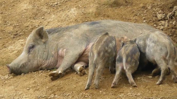 茨城県石岡市にある東筑波ユートピアの赤ちゃんイノシシと横たわる母イノシシ