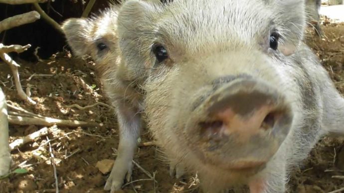 茨城県石岡市にある東筑波ユートピアの子供イノシシの顔のアップ