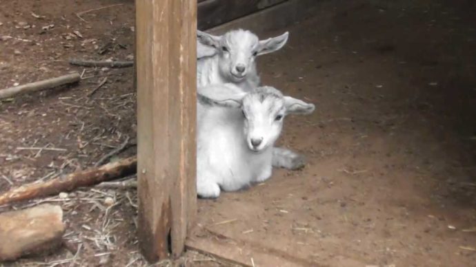 茨城県石岡市にある東筑波ユートピアのヤギ