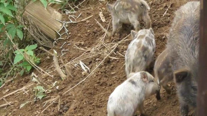 茨城県石岡市にある東筑波ユートピアの赤ちゃんイノシシたちが歩く様子